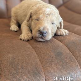 Orange - Apricot male Goldendoodle puppy in Prattville, Alabama from Jericho Junction Doodles and Poodles