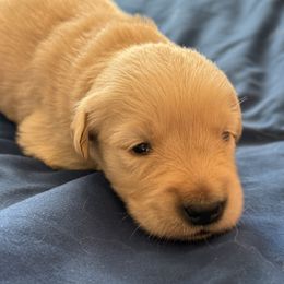 Ms. Gray - Light golden female Golden Retriever puppy in Brentwood, California from Golden M Family Farms