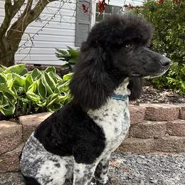 Kendra - Poodle