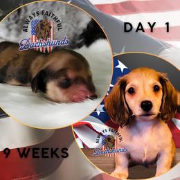 Dachshund Puppies from Always Faithful Dachshunds