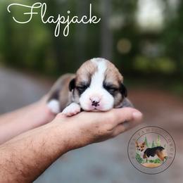 Flapjack - Red male Pembroke Welsh Corgi puppy in Cameron, North Carolina from Butts Family Corgis