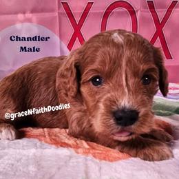 Chandler - Red  male Goldendoodle puppy in Peytno, Colorado from Grace N Faith Doodles