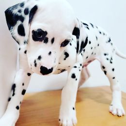 Dalmatian Puppies from LINY Dalmatians