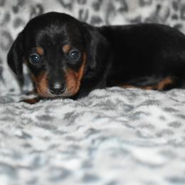 Aspen - Black and tan female Dachshund puppy in Texas from Sparkles & Spurs Mini Dachshunds