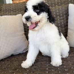 Breezy - female Australian Mountain Doodle puppy in Claremont, North Carolina from Magnolia Grove Farms