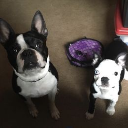 Boston Terriers, Boxers, and Companion Crosses from KD’s K9 Oasis