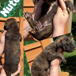 Nutella - Brindle male Great Dane puppy in Wellsville, New York from Prophecy Danes
