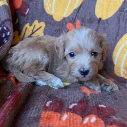 Chai - Apricot female Goldendoodle puppy in Mayville, Michigan from Guiding Light Doodles