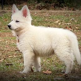 Berger Blanc Suisse Puppies from Wynter Spirit Kennels