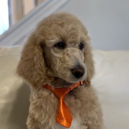 Orange-Apricot Male - Apricot Poodle puppy in Broken Arrow, Oklahoma from Raising Royal Standards