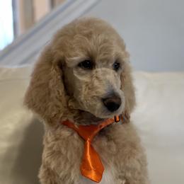 Orange-Apricot Male - Apricot Poodle puppy in Broken Arrow, Oklahoma from Raising Royal Standards