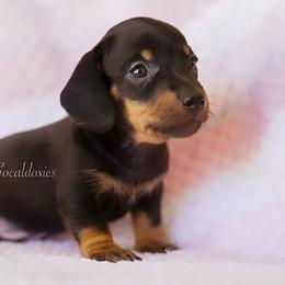 George - Black and tan male Dachshund puppy in Apple Valley, California from Socaldoxies