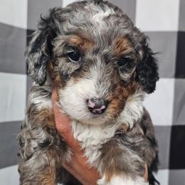 Sabine Wren - Merle female Bernedoodle puppy in Payson, Utah from All Around Royalty & Royal Whisper Companions