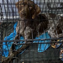 Jessie - German Shorthaired Pointer
