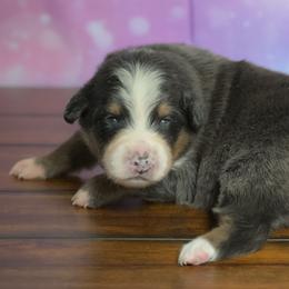 Willow - Black tri-color female Australian Shepherd puppy in Fultonville, New York from Sandy Aussies & Pomeranians