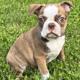 Chuffel - Seal brindle and white male Boston Terrier puppy in Charlotte, Michigan from Blue Diamond Danes