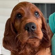 Green collar - Mahogany female Irish Setter puppy in Louisville, Kentucky from Pinray Irish Setters
