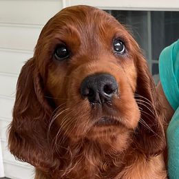Green collar - Mahogany female Irish Setter puppy in Louisville, Kentucky from Pinray Irish Setters