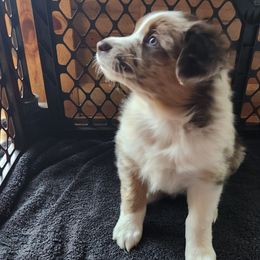 Nova - Red merle Australian Shepherd puppy in Cook, Minnesota from RL Australian Shepherds