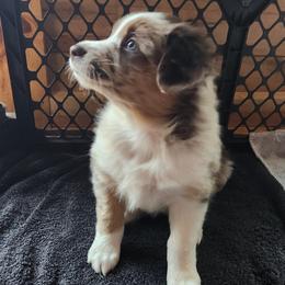 Nova - Red merle Australian Shepherd puppy in Cook, Minnesota from RL Australian Shepherds