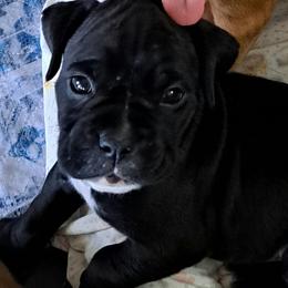 Gray - Brindle male Boxer puppy in Franklin, Georgia from Lakeside Kennels of Franklin