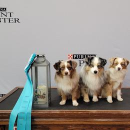 Miniature Australian Shepherds and Toy Australian Shepherds from Plum Creek Aussies