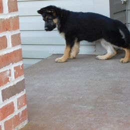 German Shepherd Puppies from Von Becks German Shepherds