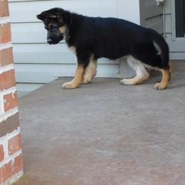 German Shepherd Puppies from Von Becks German Shepherds