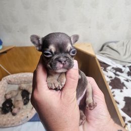Dave - Tricolors male French Bulldog puppy in Yellowstone County, Montana from JNS Frenchies