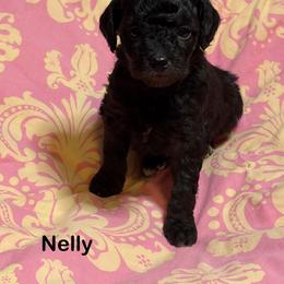 Cavapoo Puppies from Carolina Cavapoos