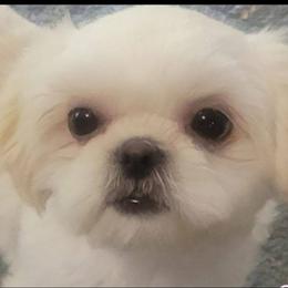 North - Shih Tzu