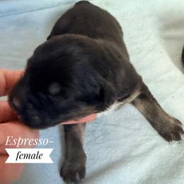 Espresso - Black tri-color female Australian Shepherd puppy in Ulm, Montana from W Heart Bar Aussies