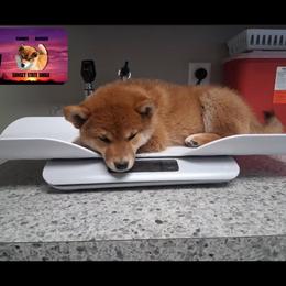 Shiba Inu Puppies from Sunset State Shiba