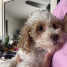 Spice - Parti female Poodle puppy in Winter Haven, Florida from Herdez’s Poodles