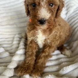 AKC LUKE. (Orange collar) - Red  male Poodle puppy in Dallas, Georgia from West Cobb Dogs
