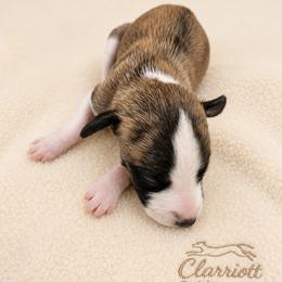 Boy 2 - Red brindle male Whippet puppy in Kalamazoo, Michigan from Clarriott Whippets & Cavapoos