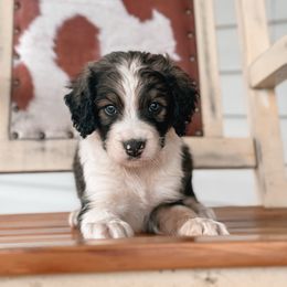 Maroon - Sable male Bernedoodle puppy in Youngstown, Florida from Wonderland’s Boujie Kennels