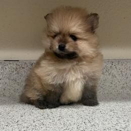 Ken - Orange parti male Pomeranian puppy in Glendale, Arizona from Fam. Pomerania