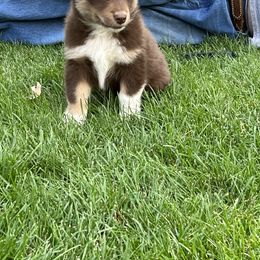 Miniature Australian Shepherd and Toy Australian Shepherd Puppies from Bit O' Bliss Farm LLC