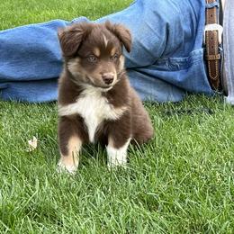 Miniature Australian Shepherd and Toy Australian Shepherd Puppies from Bit O' Bliss Farm LLC