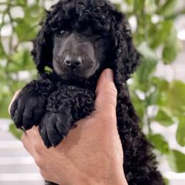 Silver - Blue female Poodle puppy in Tampa, Florida from Enjoy Life Poodles