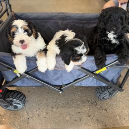 Australian Labradoodle puppies from Lakeway Labradoodles