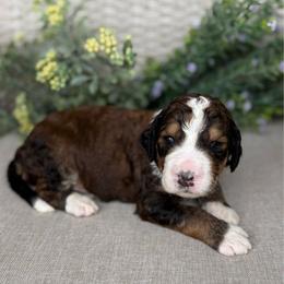 Kooper - Sable male Bernedoodle puppy in Perrysville, Ohio from Pleasant Valley Bernedoodles