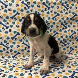 Star - Blue ticked and tan female Bluetick Coonhound puppy in Mount Pleasant, Texas from Harmons Hounds
