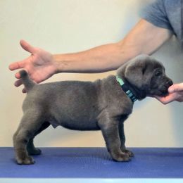 Light Blue Boy - Cane Corso puppy from Caliber Cane Corso