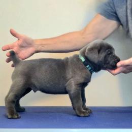 Light Blue Boy - Cane Corso puppy from Caliber Cane Corso