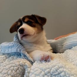 Pembroke Welsh Corgi Puppies from Patrick's Pembroke Welsh Corgis