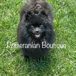 Nova - Pomeranian