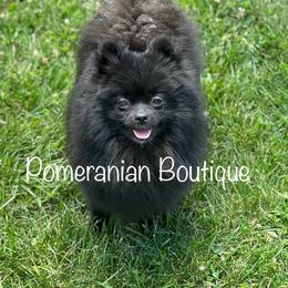 Nova - Pomeranian