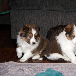 Pomsky, Shetland Sheepdog, and Toy Shetland Sheepdog Puppies from Mountain High Kennels